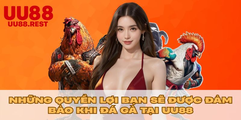 Những quyền lợi bạn sẽ được đảm bảo khi đá gà tại UU88